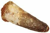 Fossil Spinosaurus Tooth - Real Dinosaur Tooth #329657-1